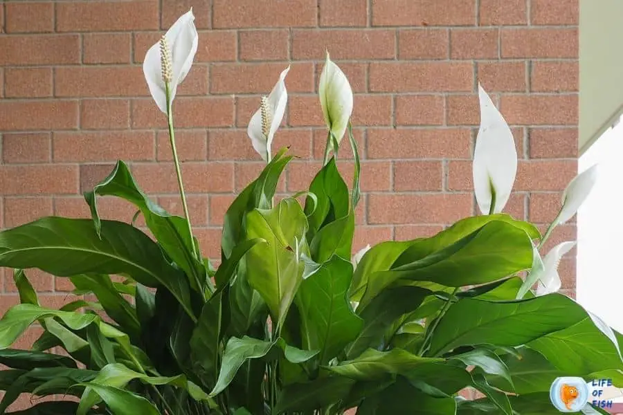 peace lily in aquarium