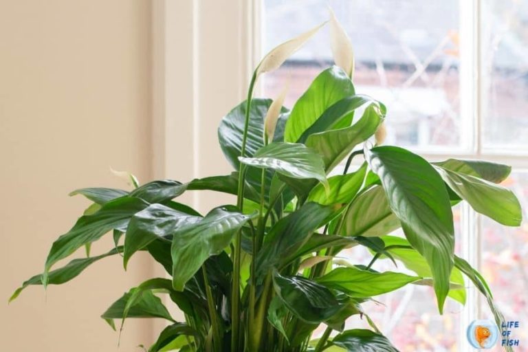 How To Grow Peace Lily In Aquarium? | 14 Things You Must Know