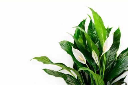 How To Grow Peace Lily In Aquarium? | 14 Things You Must Know |