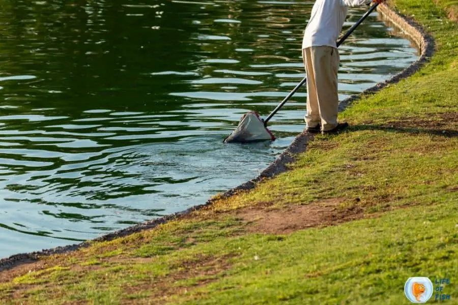 Pond Maintenance and Cleaning