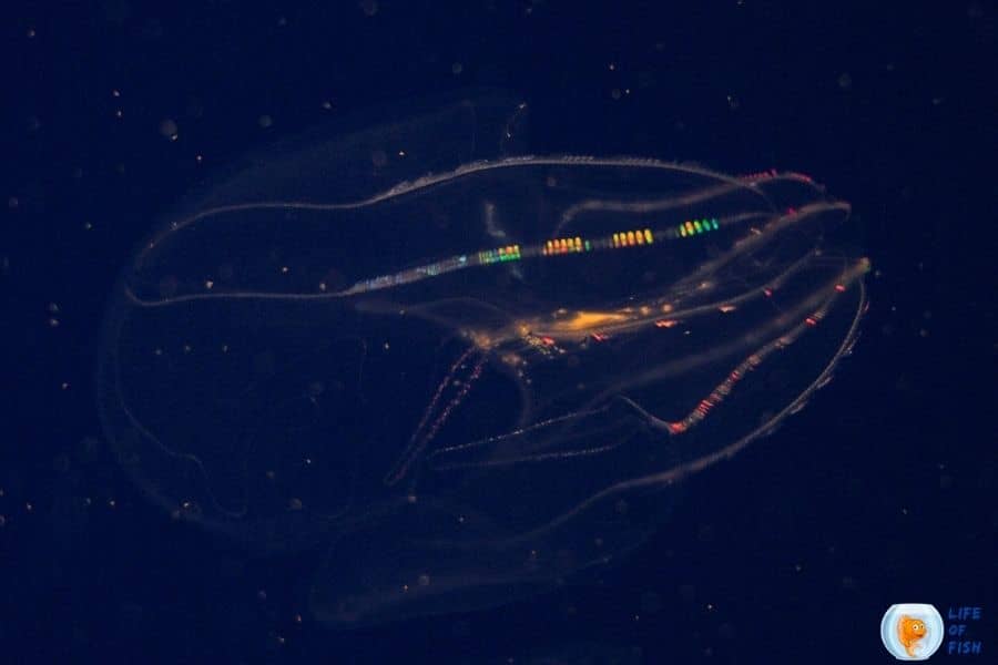 rainbow jellyfish 