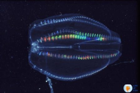 Rainbow Jellyfish | 8 Lesser Known Facts About Them |