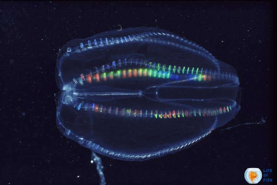 rainbow light jellyfish