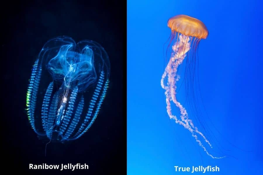 comb jellies vs true jellies
