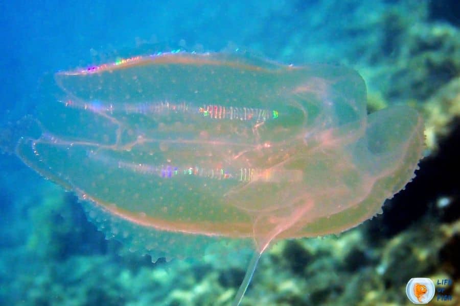 rainbow jellyfish 