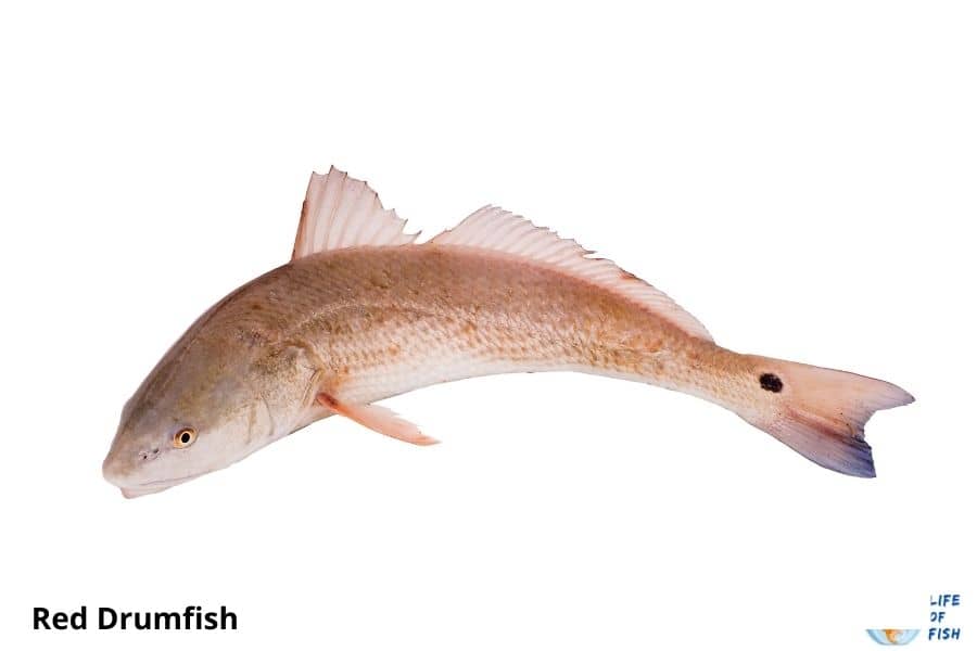 red drumfish