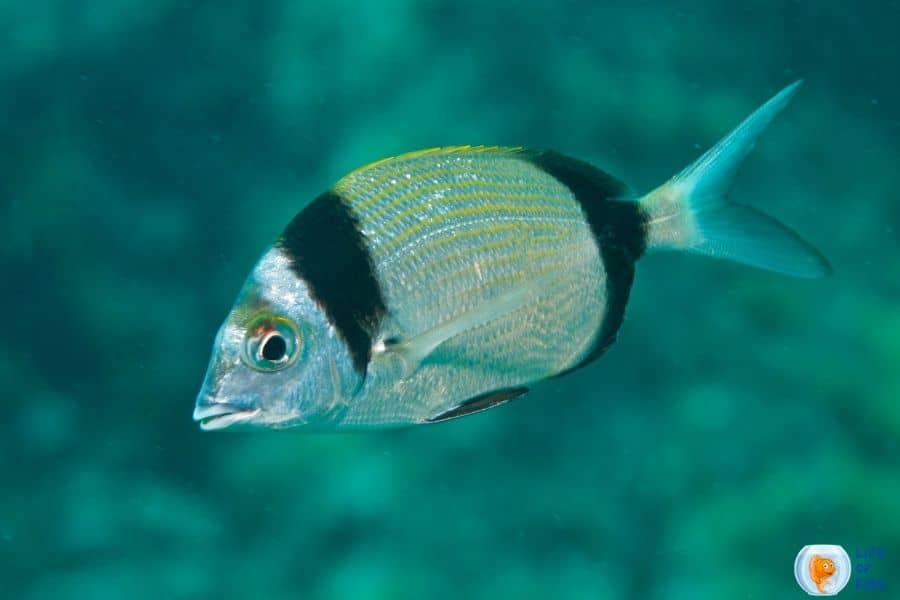 porgy fishing