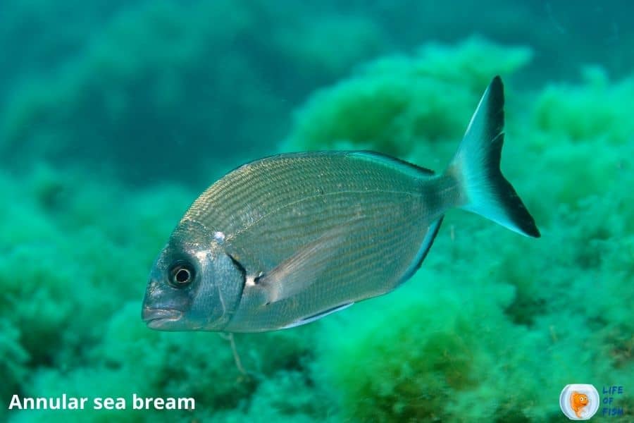 porgy fishing