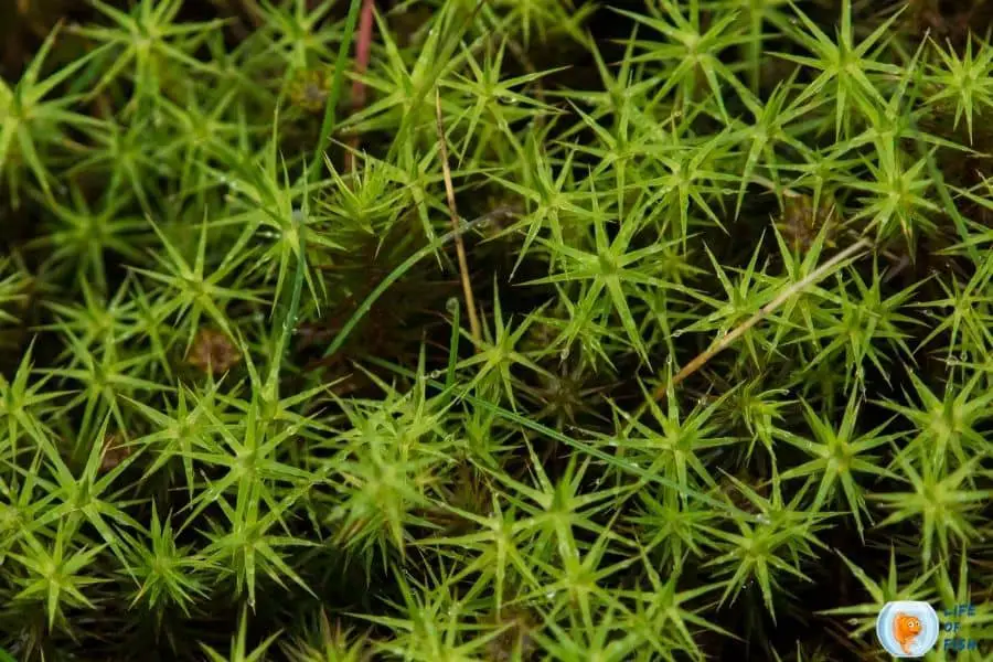 star moss 