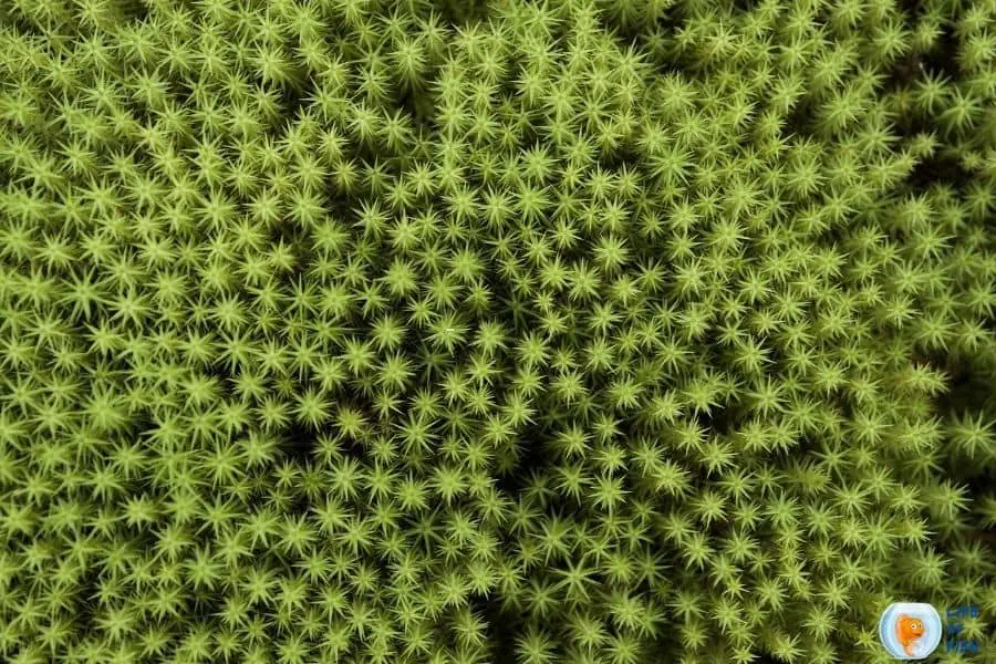 star moss