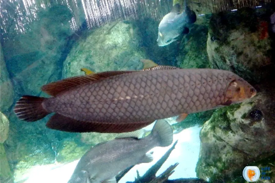 African Arowana