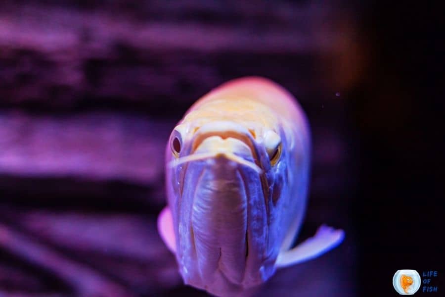 Albino Silver Arowana