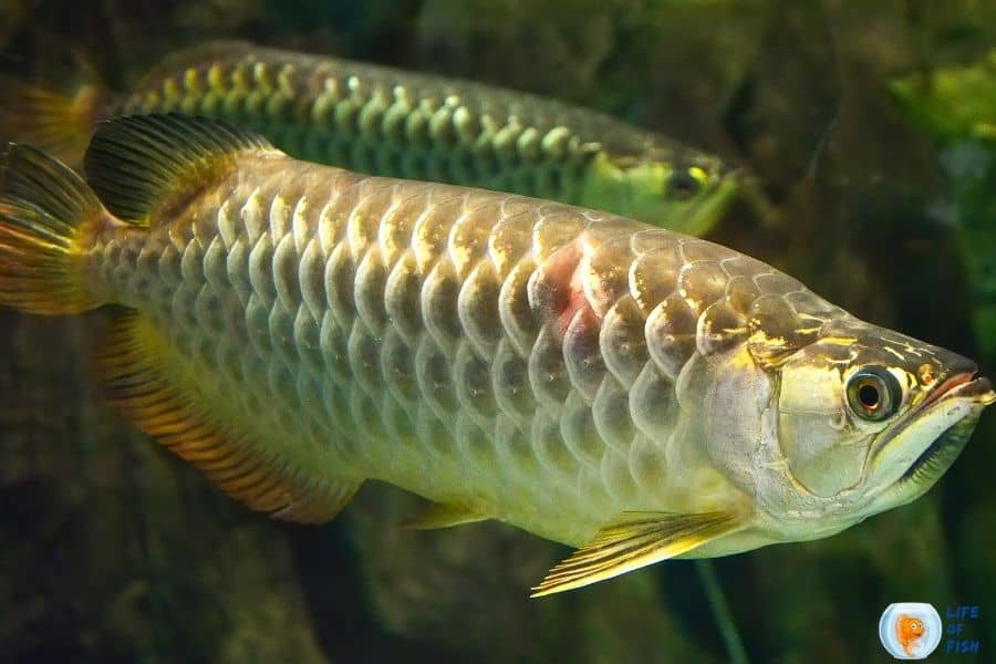 Albino Silver Arowana