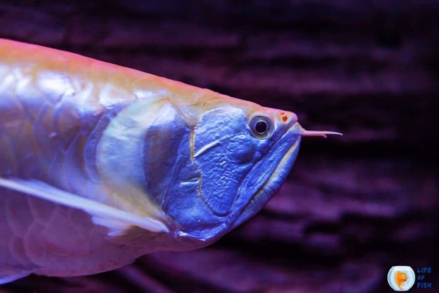 Albino Silver Arowana