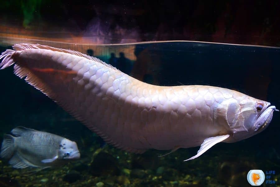 Albino Silver Arowana