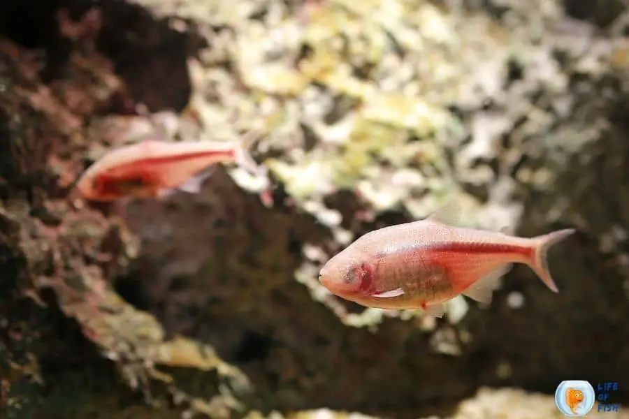 Blind cave tetra