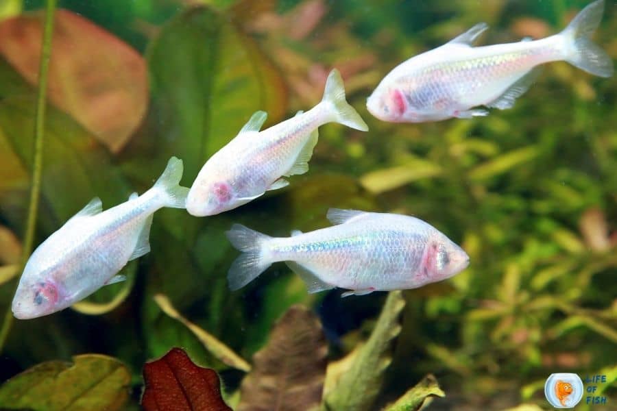 Blind cave tetra