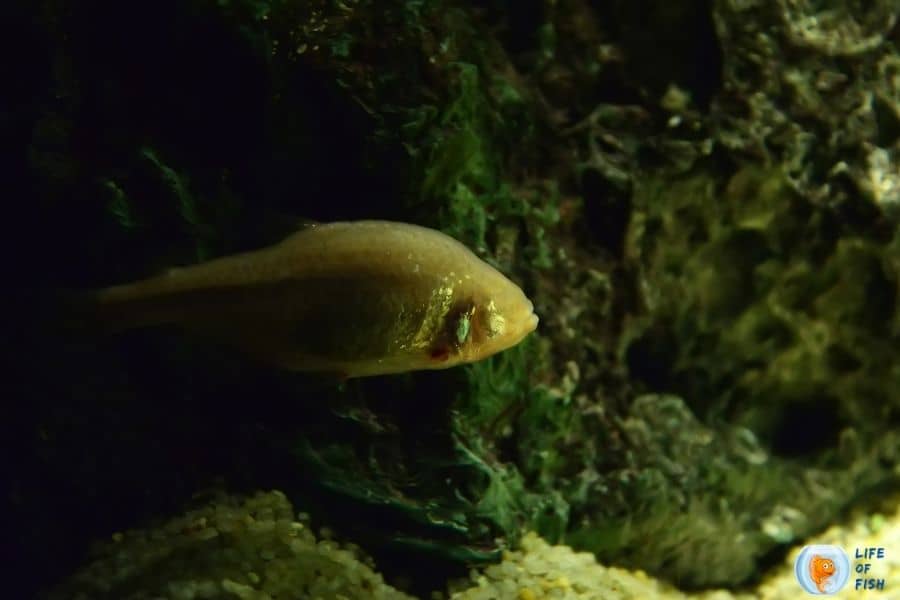 Blind cave tetra