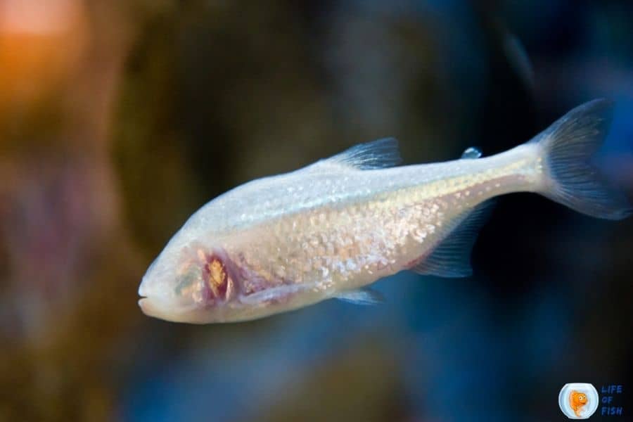 Blind cave tetra