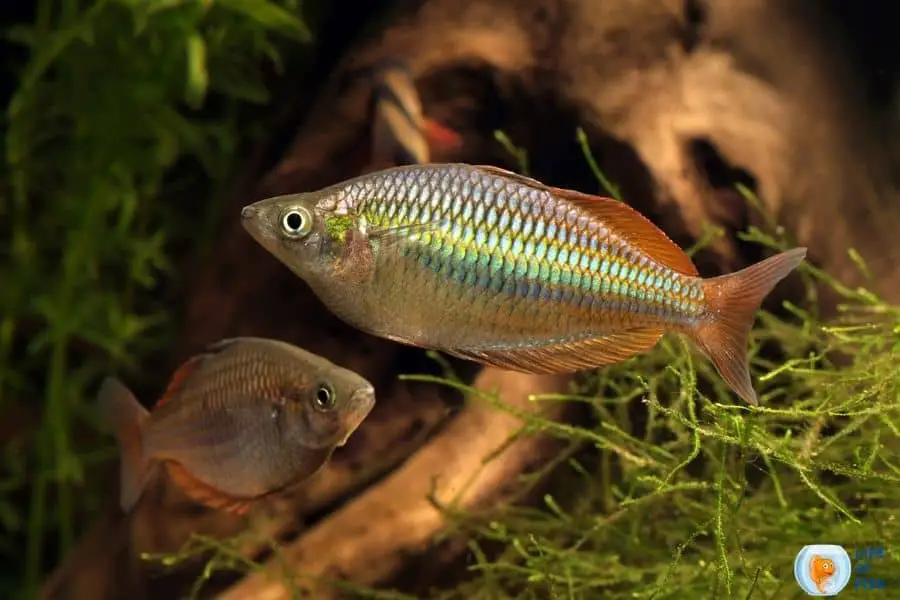 Dwarf Rainbow fish