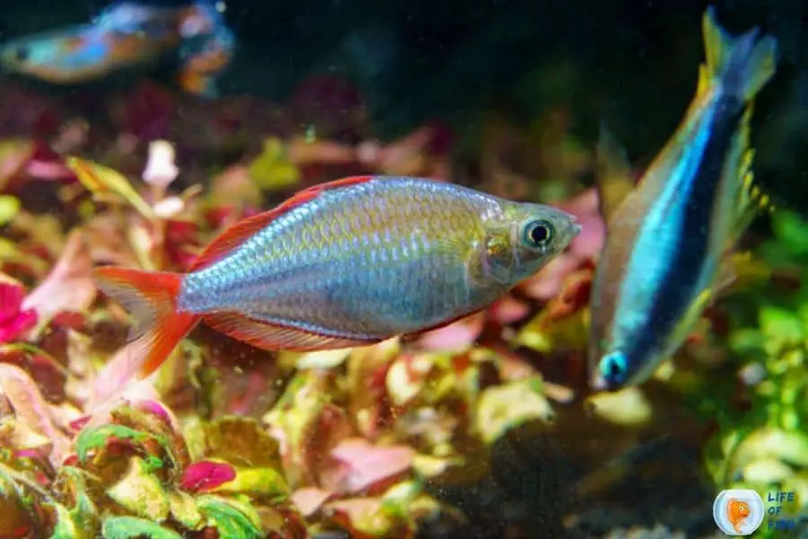 Dwarf Rainbow fish