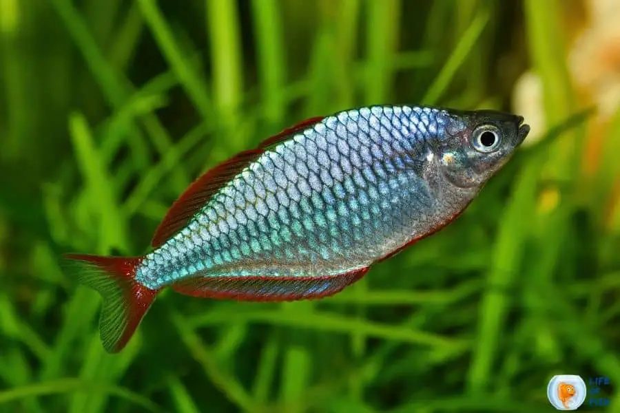 Dwarf Rainbow fish