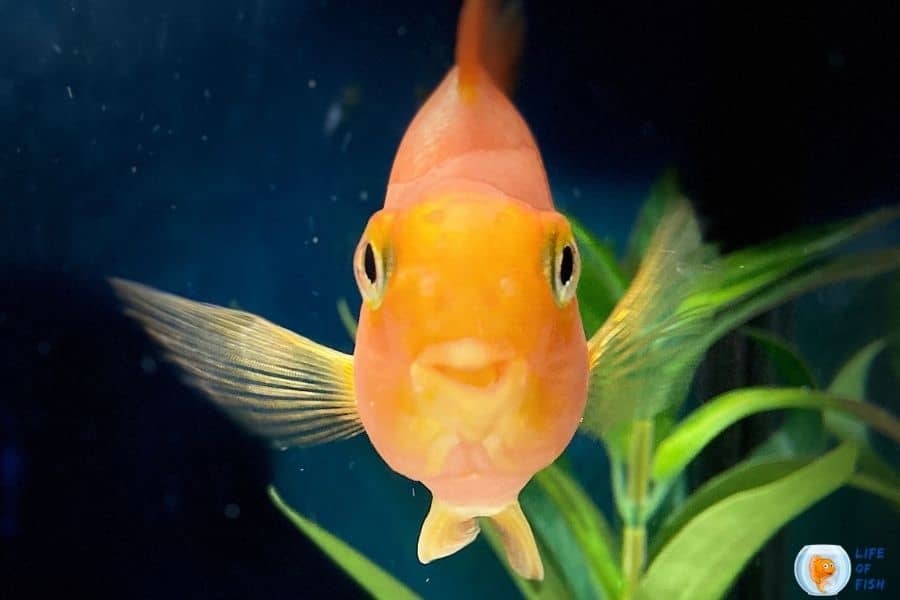 How To Tell If Fish Are Happy In New Tank
