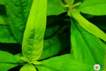 Hygrophila Corymbosa Care | 12 Things You Must Know |