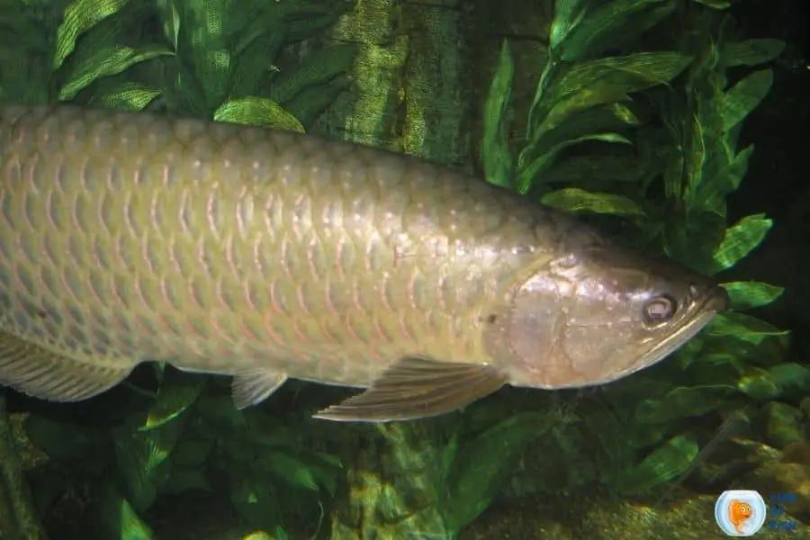 Jardini Arowana 