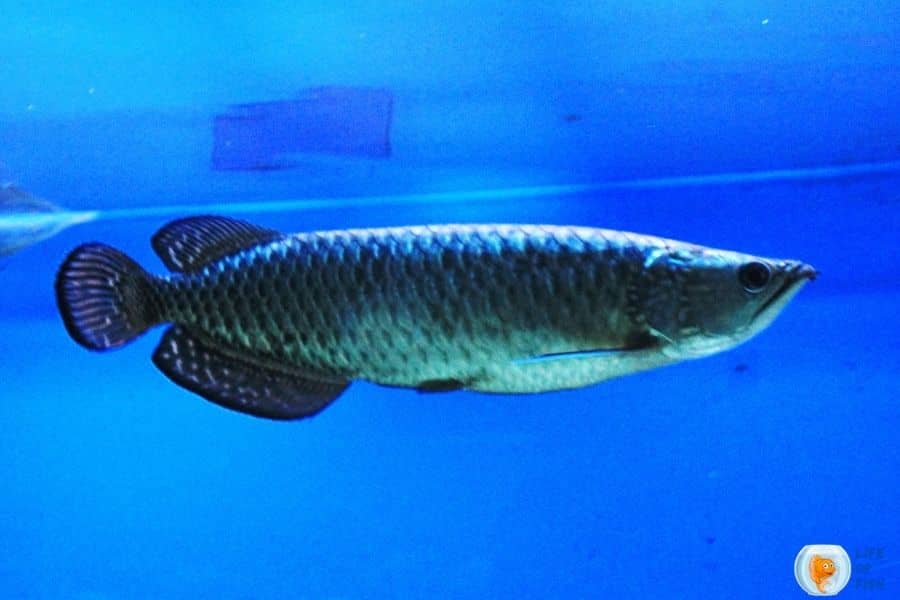 Jardini Arowana 