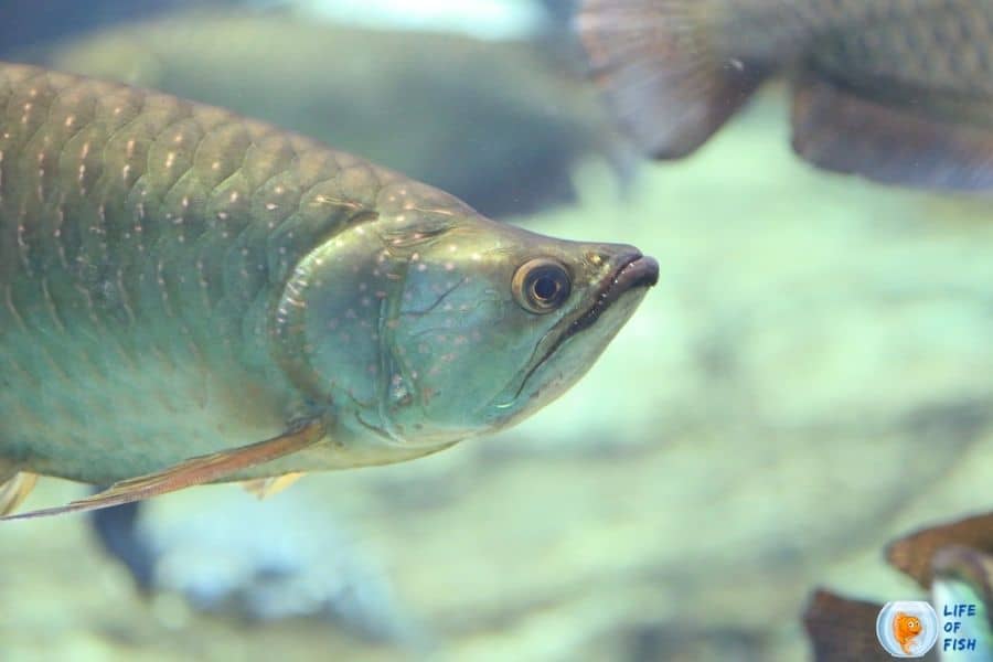 Jardini Arowana 