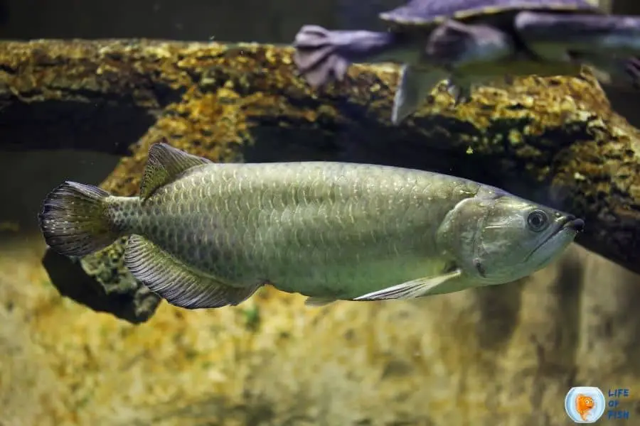 Jardini Arowana