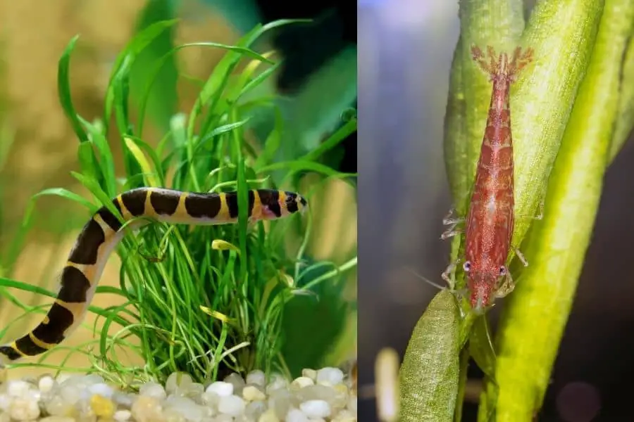 Kuhli Loach And Shrimp