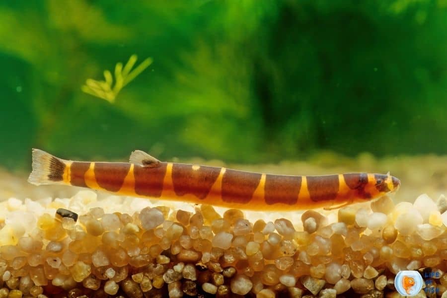 Kuhli Loach