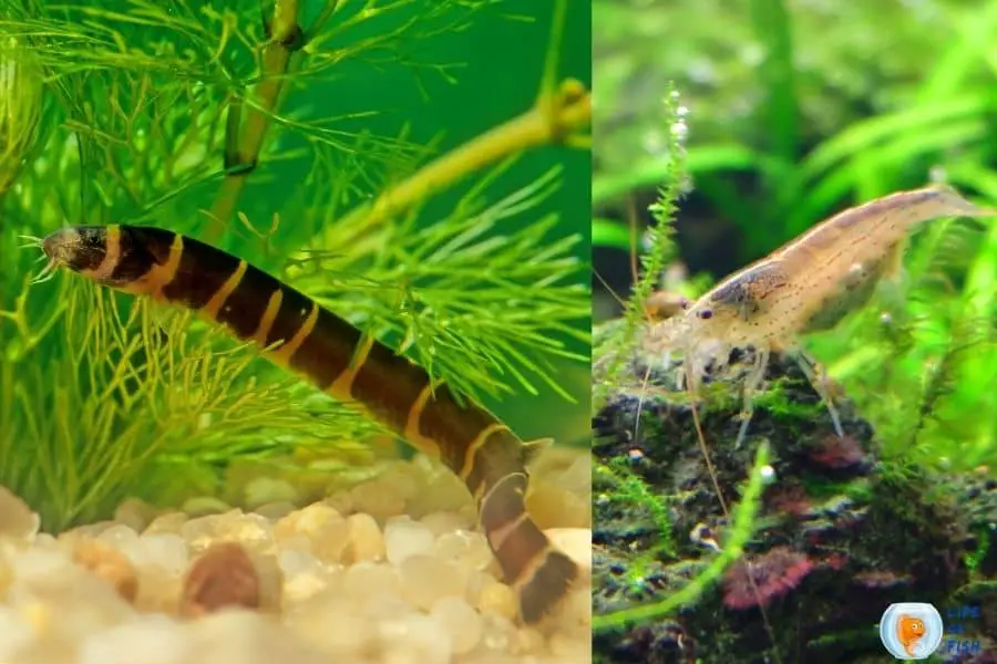 Kuhli Loach And Shrimp