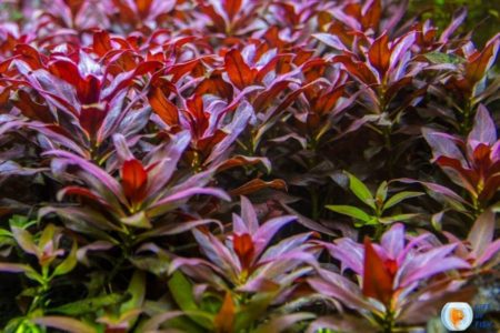 Ludwigia Glandulosa Ultimate Care Guide | 11 Important Facts|