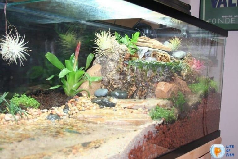 Half Water Half Land Aquarium ( Paludarium ) 14 Useful Tips