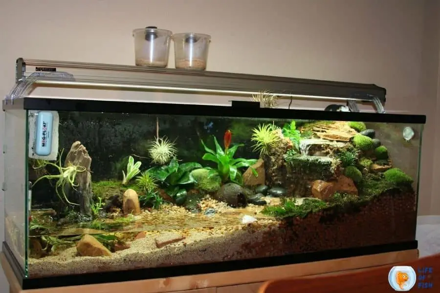 Half water half land aquarium