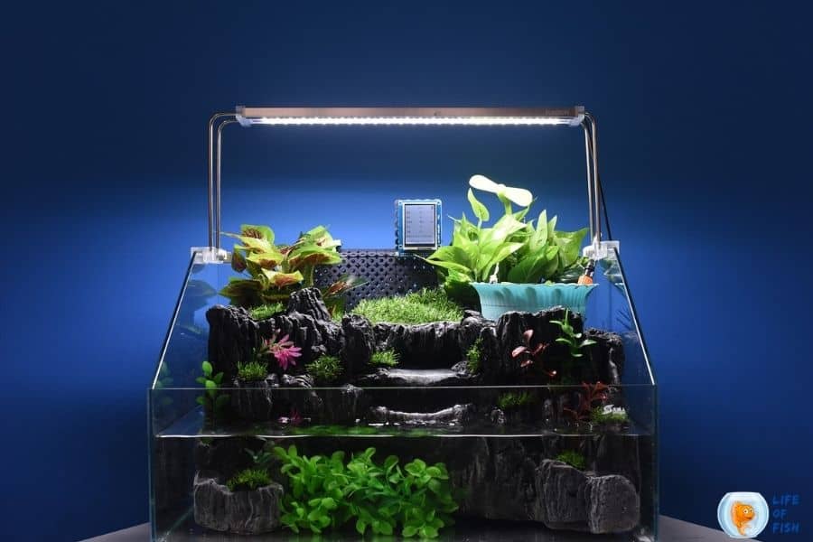 Half water half land aquarium