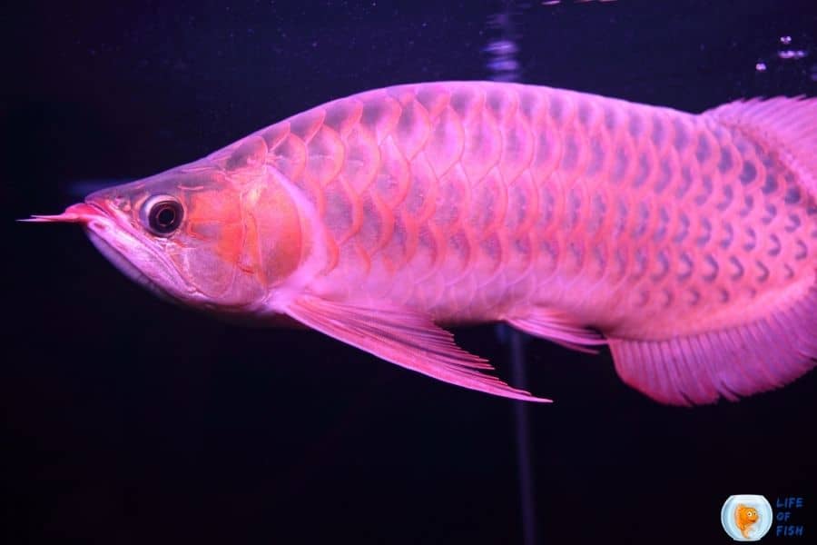 Red Asian Arowana