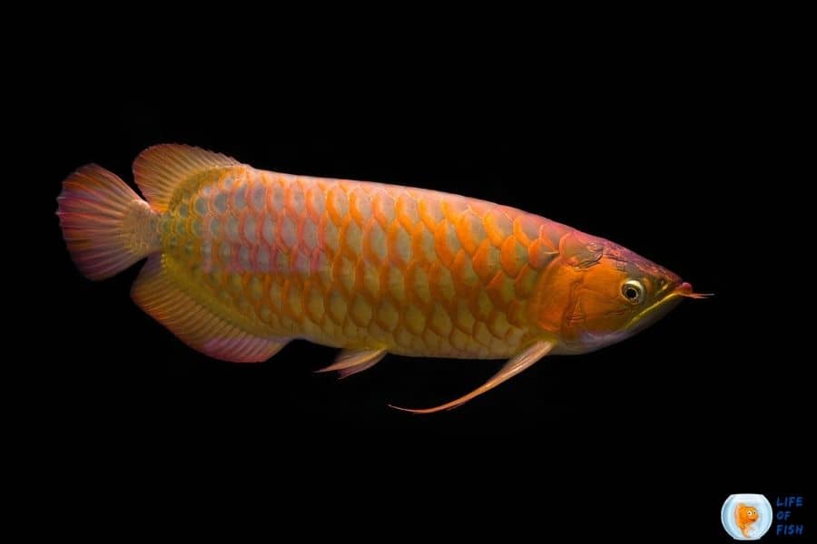 Red Asian Arowana