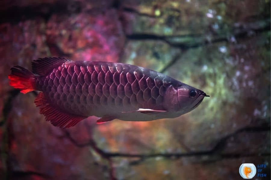 Red Asian Arowana