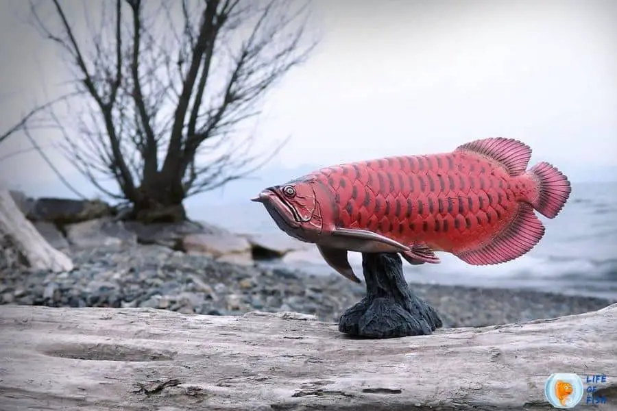 Red Asian Arowana