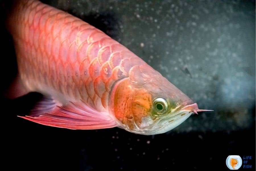 Red Asian Arowana