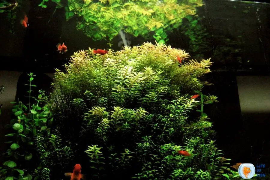 Rotala Indica