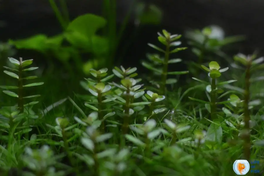 Rotala Indica