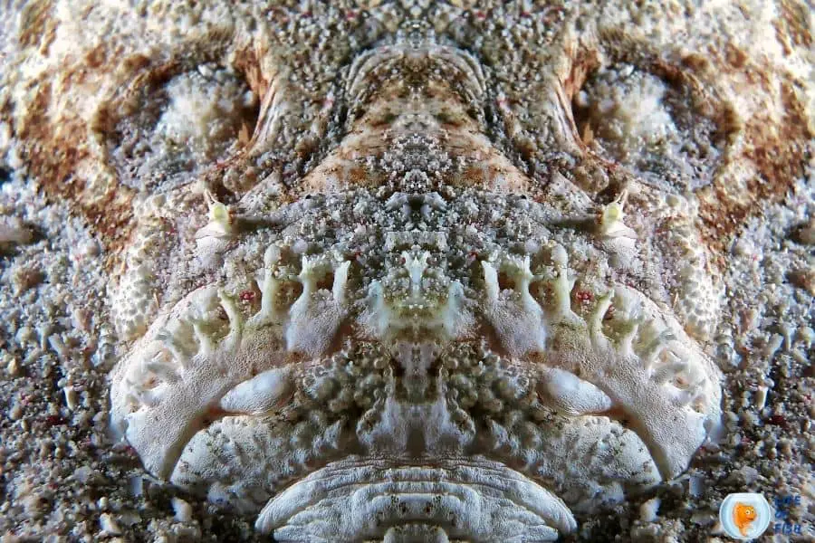 Stargazer fish