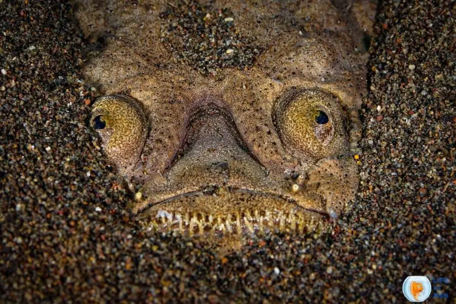 Stargazer fish