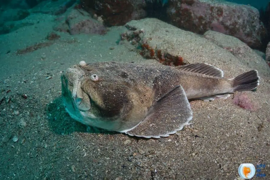 Stargazer fish