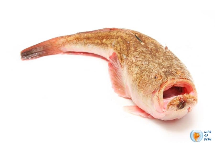 Stargazer fish